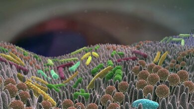 Stammzellen_Duenndarm.jpg Stammzellen_Duenndarm.jpg