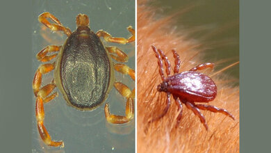 Aufruf_zum_zweiten_für_Hyalomma_und_Braune_Hundezecke_Bild_Uni_Hohenheim_Marco_Drehman_Katrin_Fachet.jpg Aufruf zum zweiten für Hyalomma und Braune Hundezecke