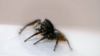 Rolf_Dietrich_Brecher_CC_BY_SA_2_0_keine_Aenderung.jpg Angst wirkt sich auf Immunsystem aus