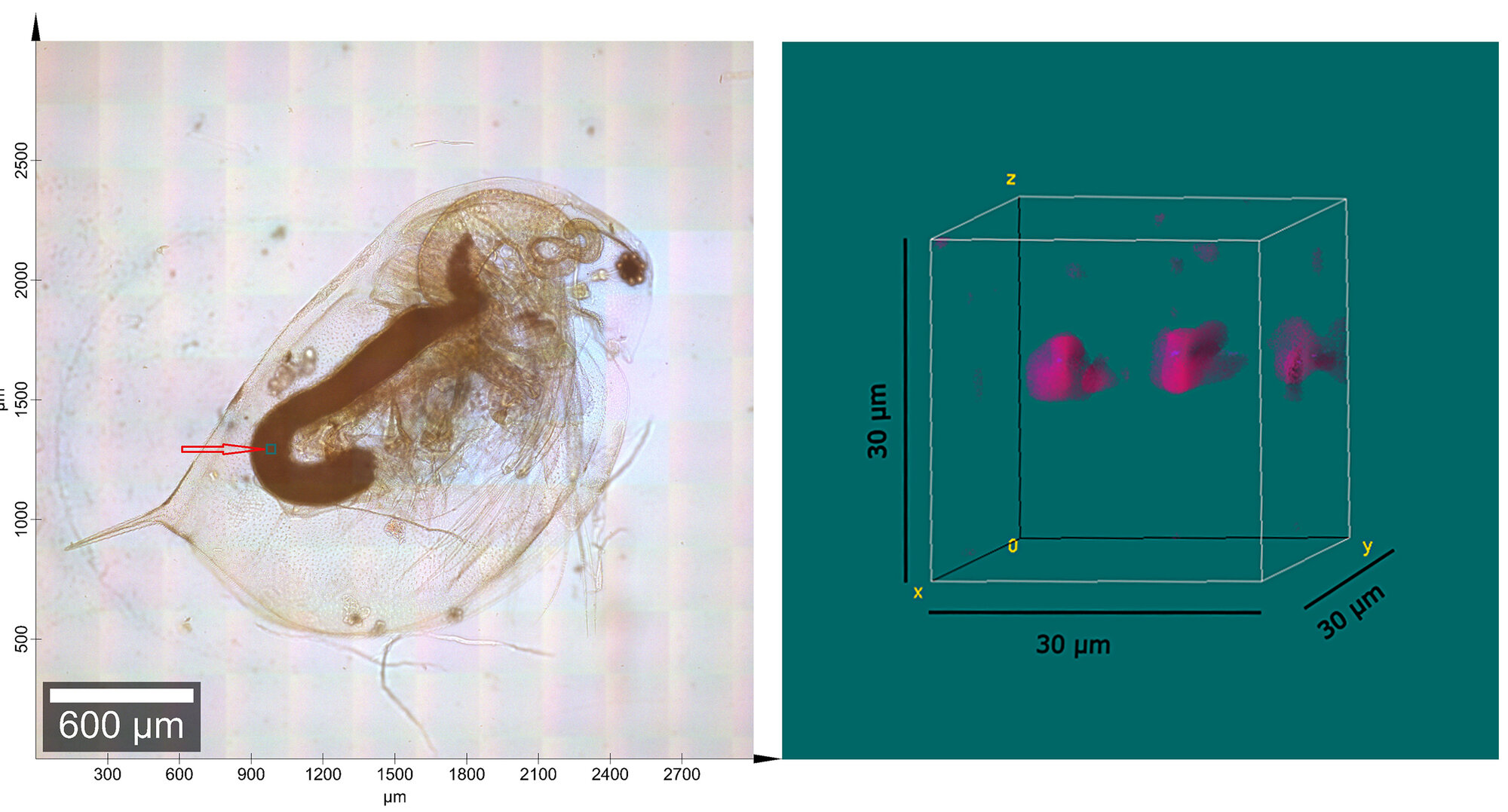 Wasserfloh_Daphnia_magna_und_Raman_mikroskopische_H_Imhof_und_P_Anger__TUM.jpg Wasserfloh (Daphnia magna) und Raman-mikroskopische Untersuchung