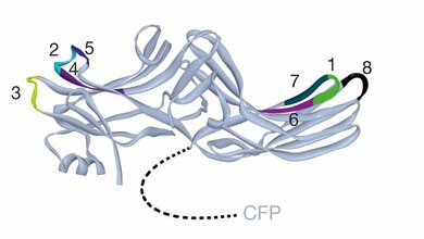 Beta_Arrestin_2_Arbeitsgruppe_Hoffmann_Rudolf_Virchow_Zentrum_Uni_Wuerzburg_22032016.jpg Schematische Darstellung von β(Beta)-Arrestin2.
