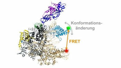 Dreidimensionale_Architektur_RNA_Polymerase_PCI_TU_Braunschweig_21032016.jpg Dreidimensionale Architektur einer RNA Polymerase.