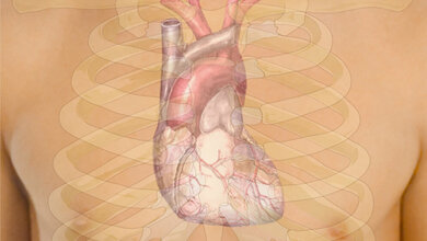 Herz_By_Mikael_Haeggstroem_Public_Domain_2401082016.jpg Diagnose der diastolischen Herzschwäche