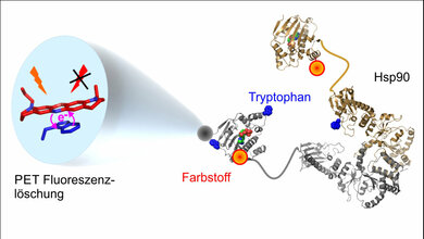 Kombination_aus_Farbstoffmolekuel_und_Tryptanophan_Protein_Hsp90_Grafik_Hannes_Neuweiler_21062016.jpg Kombination aus Farbstoffmolekül und Tryptanophan
