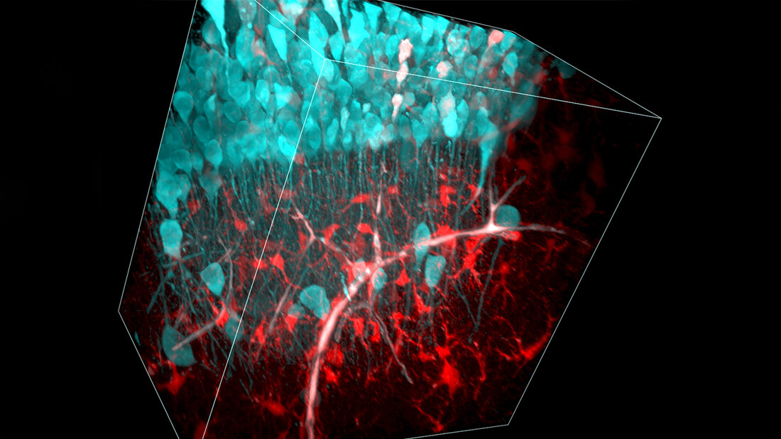 3D_Rekonstruktion_HHU_Jan_Meyer.jpg 3D-Rekonstruktion eines optischen Stapels von Multiphotonen-Bildern des Hippocampus