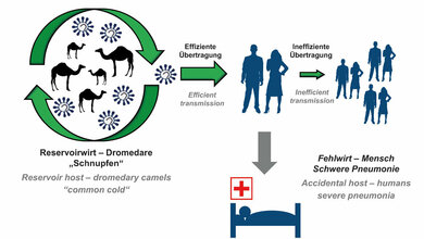 Sollte_Uebertragung_von_Mensch_zu_Mensch_durch_Mutationen_des_Virus_effizienter_werden_droht_eine_MERS_Pandemie_Illustration_Markus_Hoffmann.jpg MERS-Pandemie?