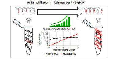 Ausschnitt_aus_dem_diagnostischen_Ablauf_der_neuen_Methode_Abteilung_Sportmedizin_JGU.jpg Ausschnitt aus dem diagnostischen Ablauf der neuen Methode
