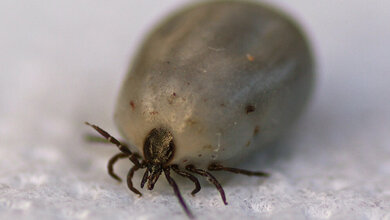 Holzbock_Von_Felix_Fellhauer_Eigenes_Werk_CC_BY_SA_3_0_de_commons_wikimedia.jpg Holzbock