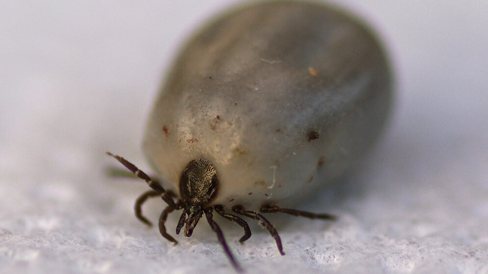 Holzbock_Von_Felix_Fellhauer_Eigenes_Werk_CC_BY_SA_3_0_de_commons_wikimedia.jpg Holzbock