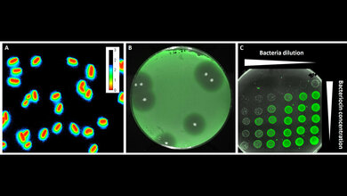 Fluoreszierende_Sensorbakterien_Christian_Riedel_Uni_Ulm.jpg Fluoreszierende Sensorbakterien