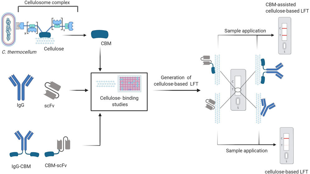 COVID_Cellulose.jpg Lateral Flow Assays