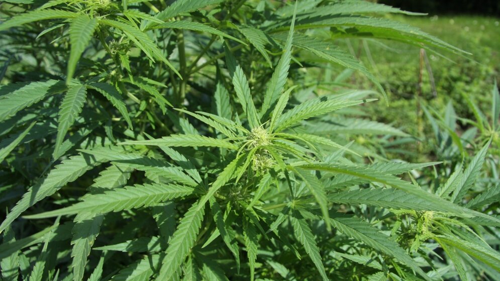 Cannabis_By_Chmee2_Own_work_CC_BY_3_0_12042016.jpg Cannabis