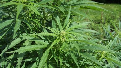 Cannabis_By_Chmee2_Own_work_CC_BY_3_0_12042016.jpg Cannabis