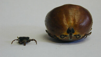 Tropische_Buntzecke_Amblyomma_variegatum_vor_nach_Fuetterung_A_Nijhof.jpg tropische Buntzecke Amblyomma variegatum