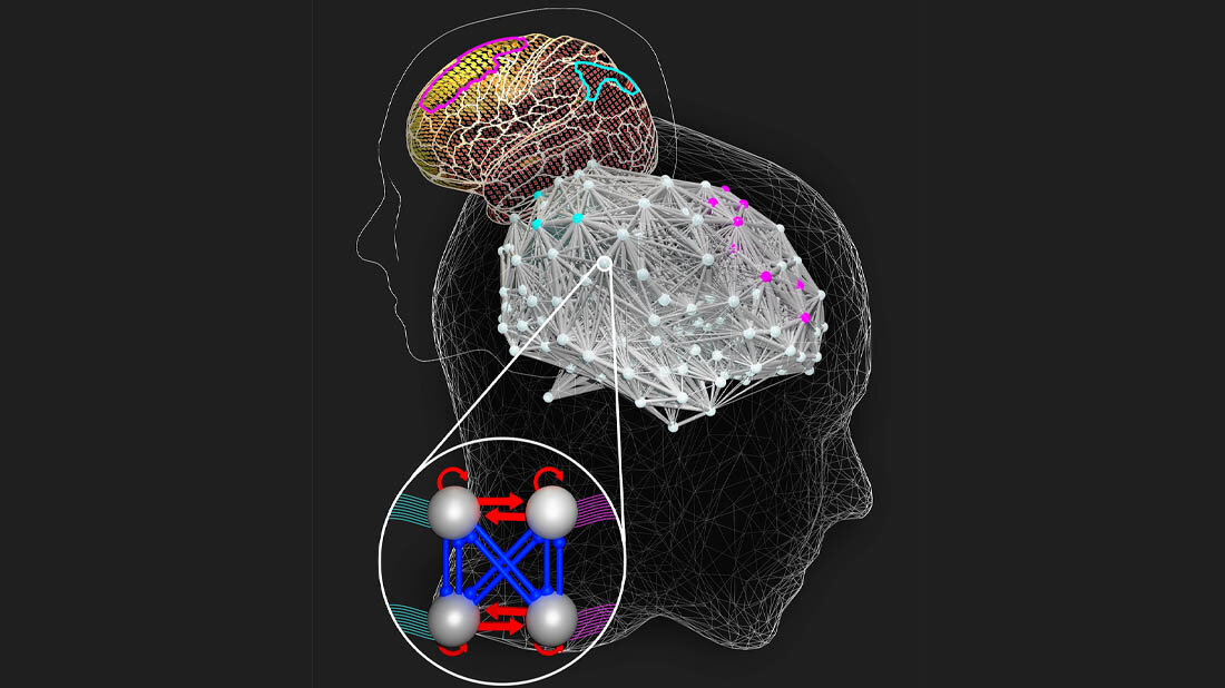 Gehirne_und_Intelligenz.jpg Intelligente Gehirne nehmen sich mehr Zeit für schwierige Aufgaben
