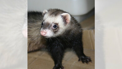 Frettchen_Von_Gilowyn_Eigenes_Werk_CC_BY_SA_3_0_wikimedia.jpg Frettchen