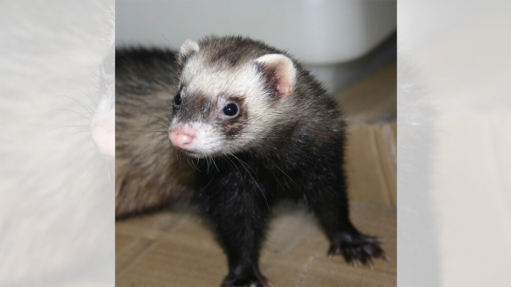 Frettchen_Von_Gilowyn_Eigenes_Werk_CC_BY_SA_3_0_wikimedia.jpg Frettchen