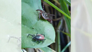 Zwei_Zeckenarten_auf_einem_Blatt_DZIF_Lidia_Chitimia_Dobler.jpg Zwei Zeckenarten auf einem Blatt