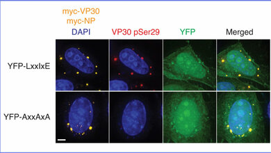 Dr_Thomas_Kruse_Novo_Nordisk_Foundation_Center_for_Protein_Research.jpg künstliche Kontaktstelle YFP-LxxIxE