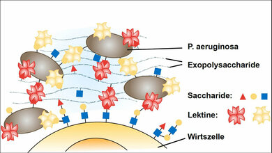 Schema_illustriert_Quervernetzung_der_Zuckerstrukturen_A_Titz_HIPS_Saarbruecken_31052016.jpg Quervernetzung der Zuckerstrukturen