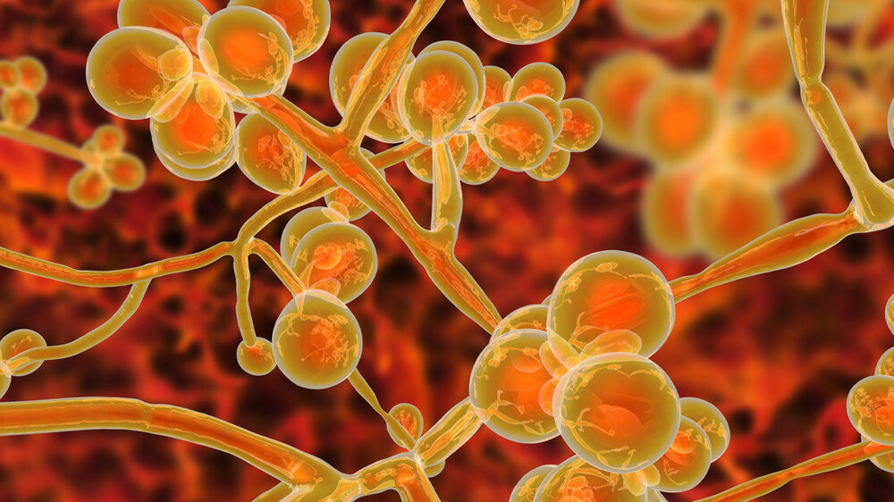 Candida_auris.jpg Symbolbild für Candida auris
