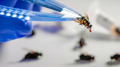 Schmeissfliege_Calliphora_sp_FZ_E_Wibberg.jpg Schmeißfliege (Calliphora sp.)