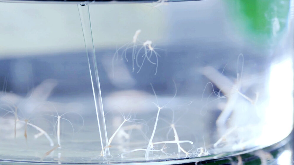 Beispiel_des_Suesswasserpolypen_Hydra_Kiel_Life_Science.jpg Beispiel des Süßwasserpolypen Hydra