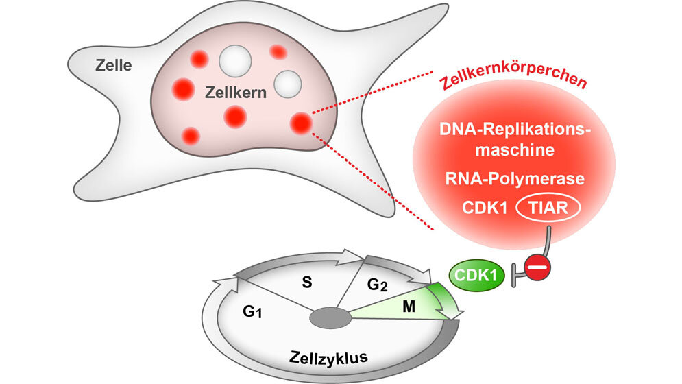 Stoerungen_der_DNA_Replikation_UMM.jpg Störungen der DNA-Replikation führen zum Stillstand des Zellzyklus