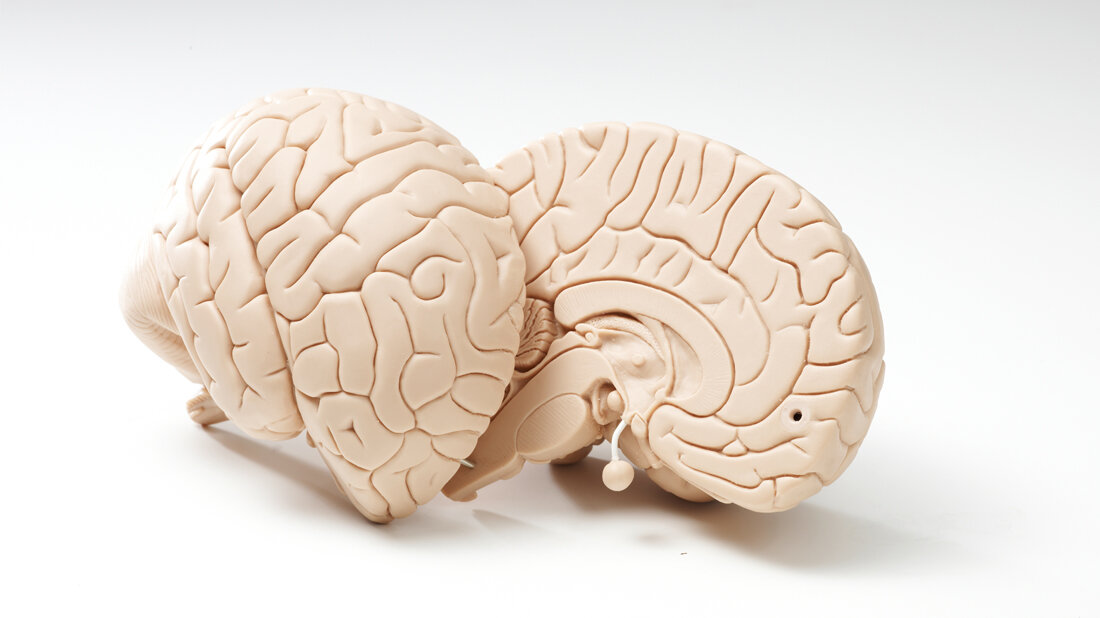 Gehirnhaelften.jpg Gehirnhaelften.jpg