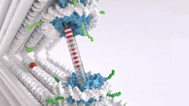 Pinzetten_Struktur_zwei_starre_DNA_Balken_die_durch_Gelenk_verbunden_sind_Chris_Hohmann_NIM_Dietz_Lab_TUM.jpg Pinzetten-Struktur