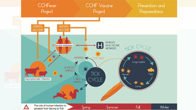 Transmissionszyklus_Krim_Kongo_Fieber_Virus_CCHFV_Quelle_DDHF_Vaccine.jpg Transmissionszyklus des Krim-Kongo-Fieber-Virus (CCHFV)