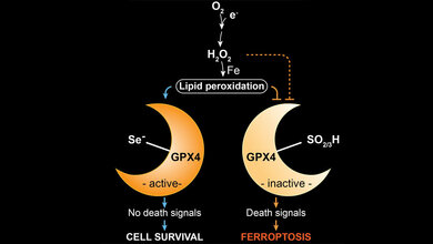 Zusammenfassung_der_Ergebnisse_Quelle_Ingold_et_al_Cell_2017.jpg Zusammenfassung der Ergebnisse