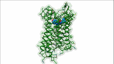 3D_Strukturenmodell_Analgetikum_PZM21_Jonas_Kaindl_FAU.jpg neuartiges Analgetikums PZM21