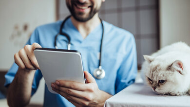 Katze_Vasyl_stock_adobe_com.jpg Aelurostrongylus abstrusus