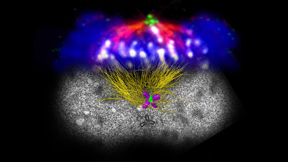 Zellteilung_mit_ueberzaehligen_Zentriolen_an_beiden_Spindelpolen_Alwin_Kraemer_DKFZ.jpg Zellteilung mit überzähligen Zentriolen