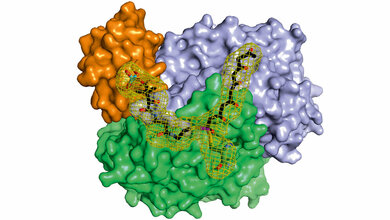 Komplex_aus_drei_Proteinen_schuetzt_das_hochreaktive_Hexaketid_bei_der_Verlaengerung_zum_Oktaketid.jpg Hexaketid