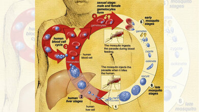 SC83288_wirkt_gegen_spaete_Stadien_der_Malaria_NIAID.jpg SC83288 wirkt gegen die späten Stadien der Malaria.