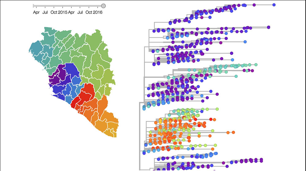 Stammbaum_Genome_von_1654_Ebola_Viren_dazugehoerige_geographische_Ausbreitung_R_Neher_T_Bedford_10052016.jpg Rekonstruierter Stammbaum der Genome