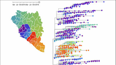 Stammbaum_Genome_von_1654_Ebola_Viren_dazugehoerige_geographische_Ausbreitung_R_Neher_T_Bedford_10052016.jpg Rekonstruierter Stammbaum der Genome
