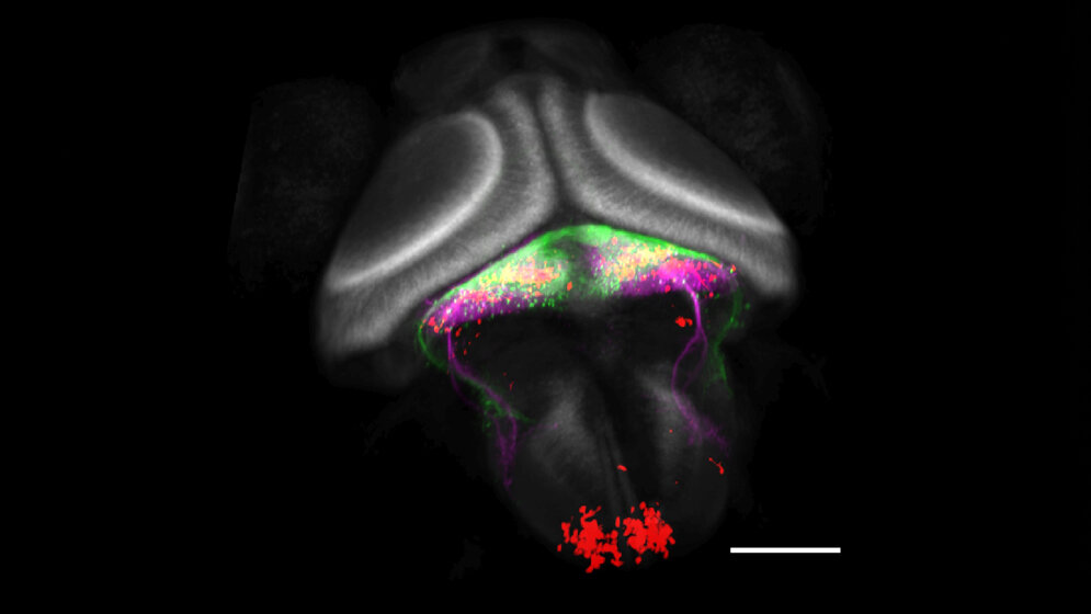 Der_typische_Aufbau_des_Kleinhirns_MPI_fuer_Neurobiologie_Knogler.jpg Aufbau des Kleinhirns