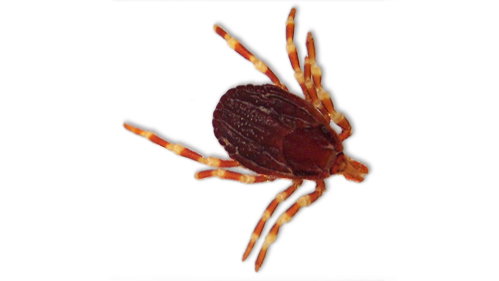 Laboratoriumsmedizin Erste Fleckfieber-Übertragung durch eine Hyalomma-Zecke in Deutschland?