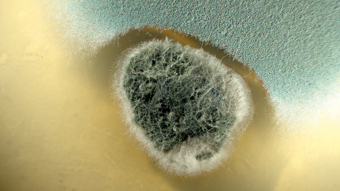 Bacteriocine Foto von Stachybotris und Aspergillus fumigatus