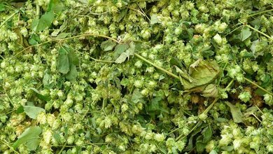 Hopfen_von_3268zauber_CC_BY_SA_3_0_via_Wikimedia_Commons_12042016.JPG Hopfen