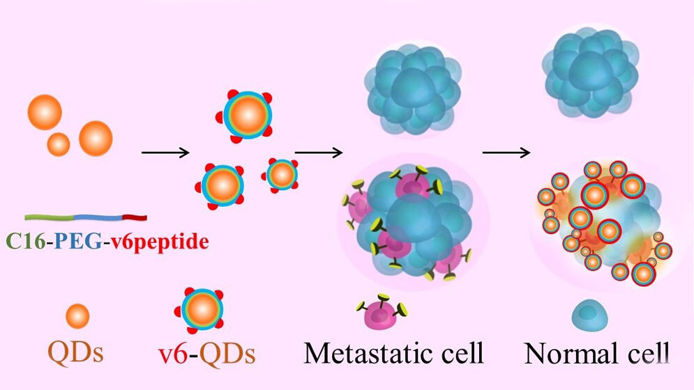 Nanopartikel_mit_v6_Peptid_Abbildung_P_Levkin_KIT.jpg Nanopartikel mit dem v6-Peptid binden spezifisch an Tumorzellen.