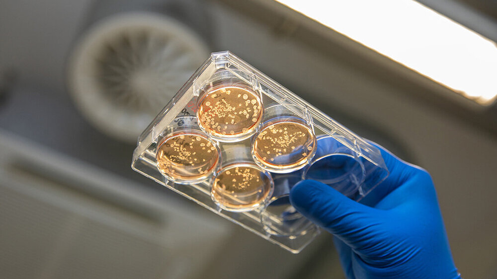 Zellverbund_Makrophagen.jpg Hand mit blauem Handschuh hält eine Petrischale mit mehreren Proben unter einer Laborlampe.