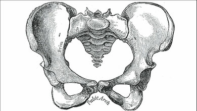 Huefte_Henry_Vandyke_Carter_Henry_Gray_1918_Public_Domain_25042016.jpg Weibliche Hüfte