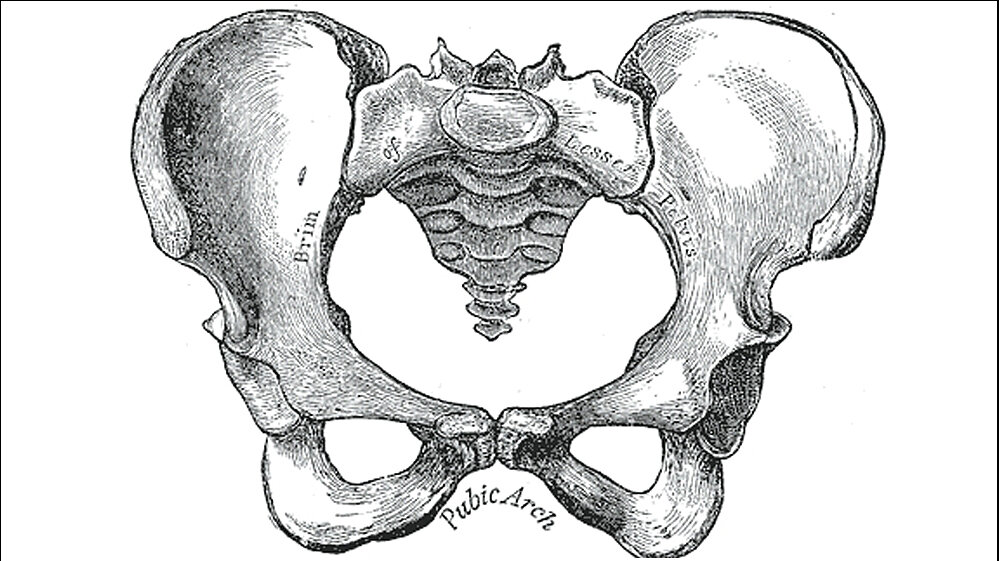 Huefte_Henry_Vandyke_Carter_Henry_Gray_1918_Public_Domain_25042016.jpg Weibliche Hüfte