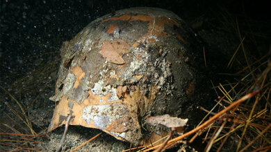 Riesenschildkroete_auf_Bahamas_nur_noch_fossile_Ueberreste_uebrig_Brian_Kakuk.jpg Riesenschildkröte