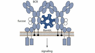 Bindung_mit_Folgen_Quelle_Ella_Levit_Zerdoun.jpg Bindung mit Folgen