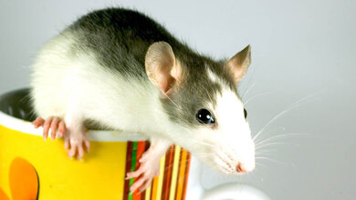 Farbratte.jpg Farbratte auf einer Tasse.